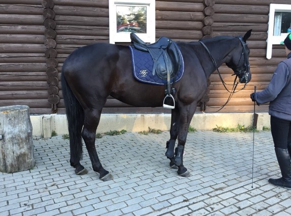 Седло Пиаффе-11700