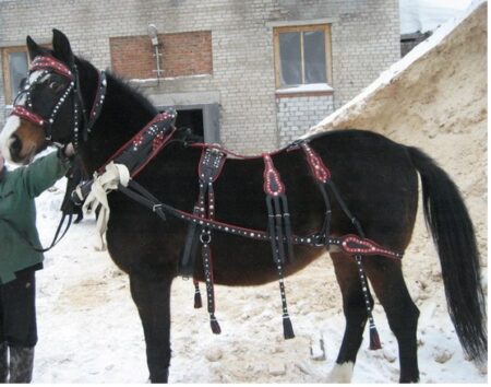 Упряжь выездная с цветными вставками-0