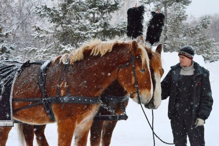 Упряжь параконная европейская с украшением-0
